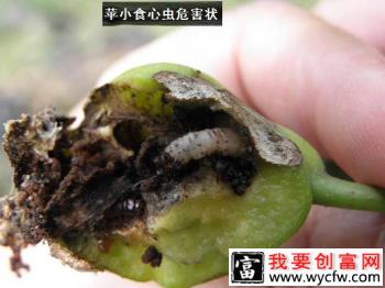 种植苹果如何防治苹果螟虫？