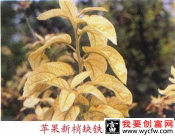 苹果缺铁黄化症如何防治？