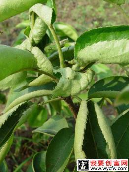 苹果茎痘病如何防治？