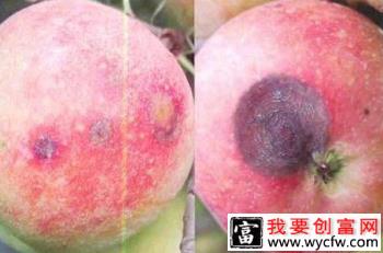 苹果炭疽病用什么药防治？附图片