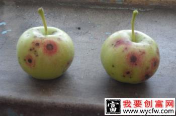 苹果炭疽病用什么药防治？附图片