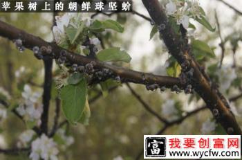 苹果树介壳虫怎么防治？