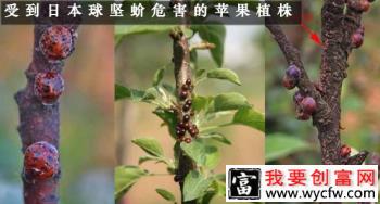 苹果树介壳虫怎么防治？