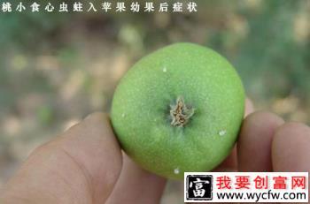 怎么样防治苹果树桃小食心虫？