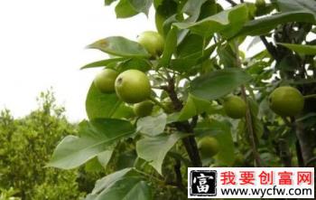 梨树如何预防黑斑病？