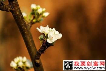 梨树开花结果有什么特点？