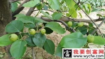 梨树叶片生长有什么特点？