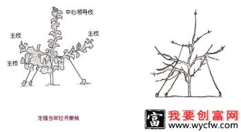 梨树的修剪有几种方法？