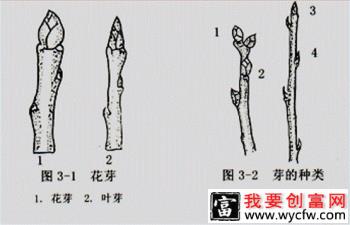 梨树的芽是什么？