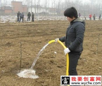 梨树定植后如何管理？