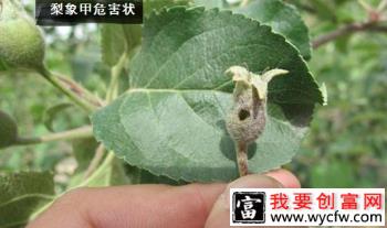 种植梨树如何防治梨象甲？