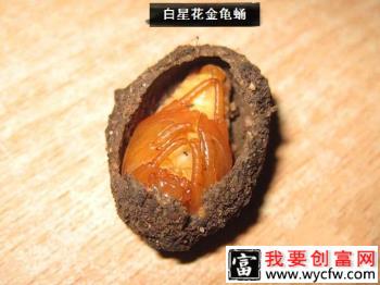 种植梨树如何防治白星花金龟？