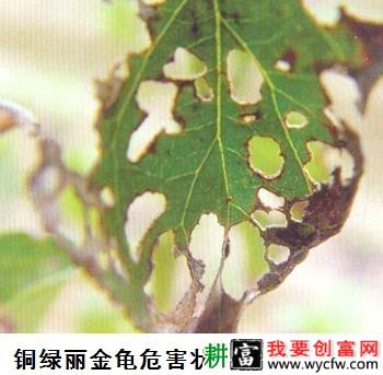 种植梨树如何防治铜绿丽金龟？