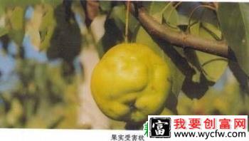 种植梨树如何防治梨蝽？