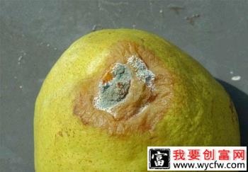 种植梨如何防治梨果青霉病？