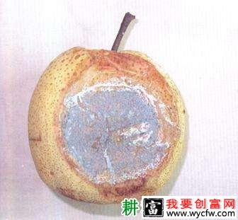 种植梨如何防治梨果青霉病？