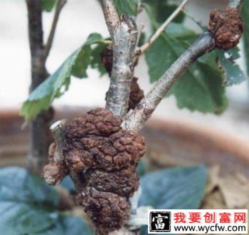 种植梨如何防治梨树根癌病？