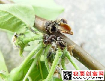 梨树怎么防治梨大食心虫？附图片