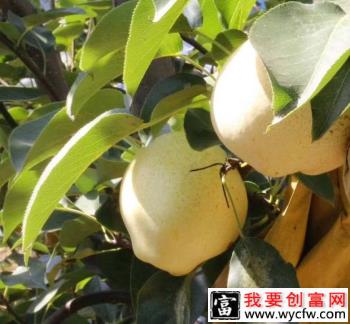 山农酥梨品种特点