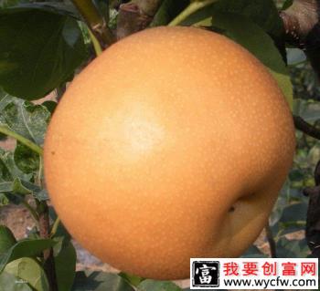 夏露砂梨品种好不好？