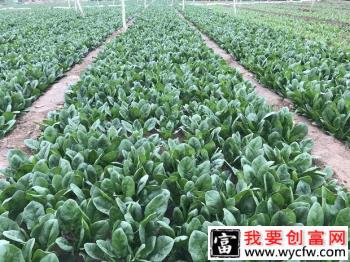 夏季为什么种不好菠菜？