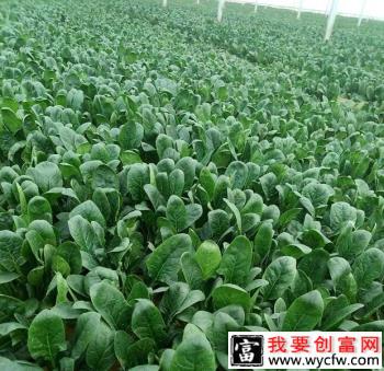 夏季为什么种不好菠菜？