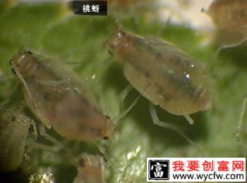 种菠菜如何防治桃蚜？