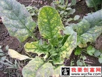 菠菜枯萎病防治措施有哪些，菠菜枯萎病用什么药治？