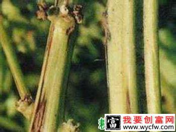 菠菜茎枯病如何防治，菠菜茎枯病打什么药能治？