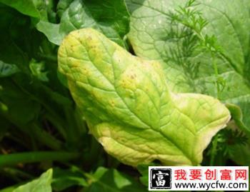 菠菜斑点病的危害，菠菜斑点病用什么药治？