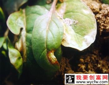 菠菜炭疽病如何防治，菠菜炭疽病用什么药？