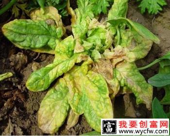 菠菜心腐病如何防治，菠菜心腐病用什么药？