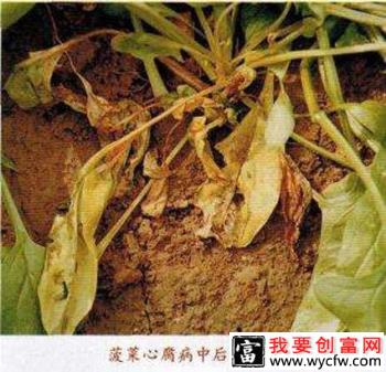 菠菜心腐病如何防治，菠菜心腐病用什么药？