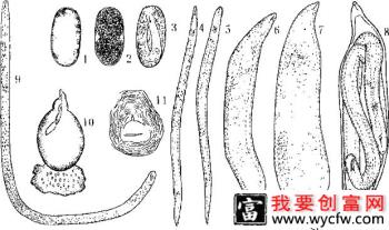 如何防治菠菜根结线虫病 用什么药治疗菠菜根结线虫病？