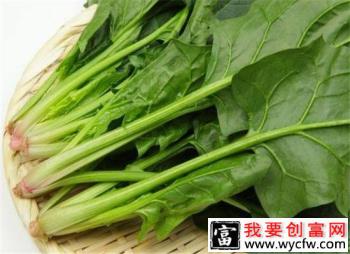 沪菠1号菠菜品种好不好？