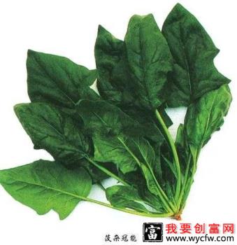 菠杂冠能菠菜品种好不好？