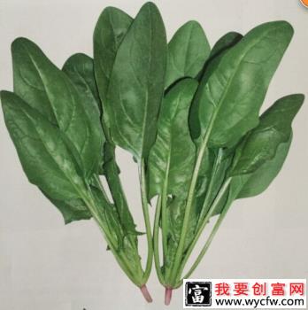 菠杂10号菠菜品种好不好？