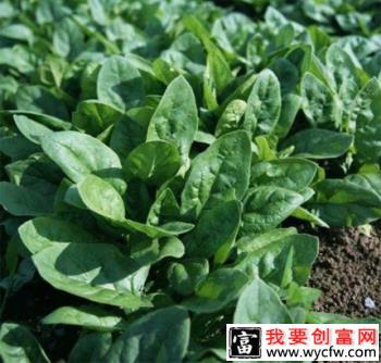 菠杂10号菠菜品种好不好？