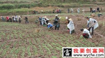 种植韭菜如何防止倒伏？