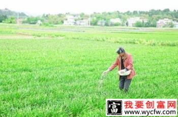 种植韭菜如何防止倒伏？