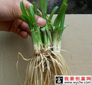 什么是韭菜分蘖？