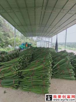 种植火龙果如何选购种苗？