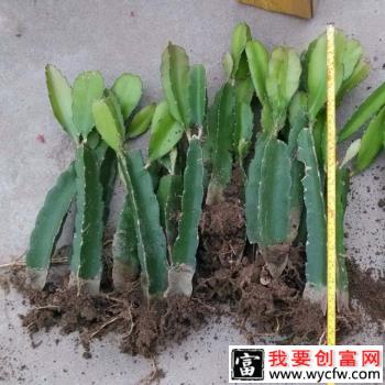 种植火龙果如何选购种苗？