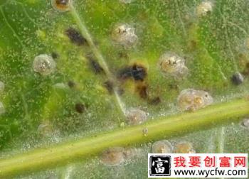 种植火龙果如何防治褐圆蚧？