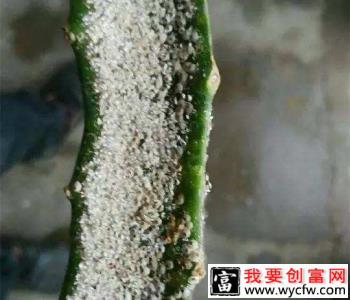 火龙果介壳虫用什么药防治？火龙果介壳虫怎么治疗？