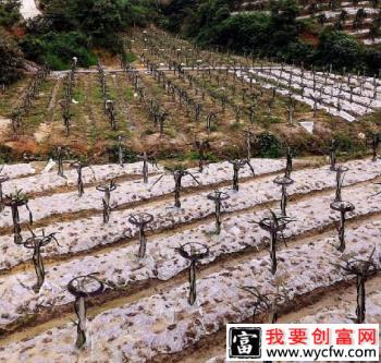 种植火龙果每亩栽多少株？火龙果采用什么架式好？