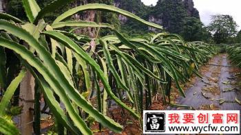 种植火龙果每亩栽多少株？火龙果采用什么架式好？