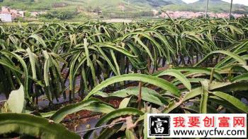 种植火龙果每亩栽多少株？火龙果采用什么架式好？