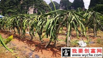 种植火龙果如何浇水好？火龙果什么时候需要浇水？