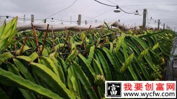 种植火龙果如何提高叶面肥利用率？